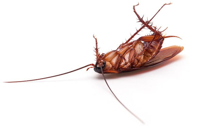 dead-cockroach