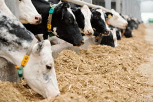 Vache qui mange dans l'allee d'une etable